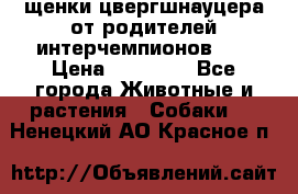 щенки цвергшнауцера от родителей интерчемпионов,   › Цена ­ 35 000 - Все города Животные и растения » Собаки   . Ненецкий АО,Красное п.